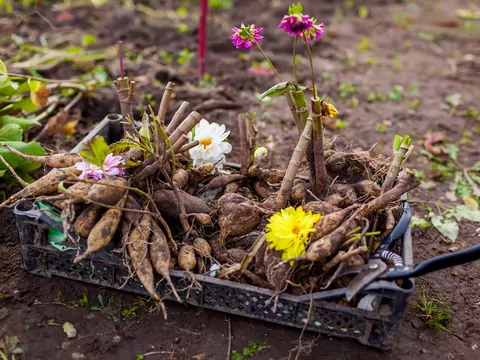 Jak przezimować bulwy dalii?