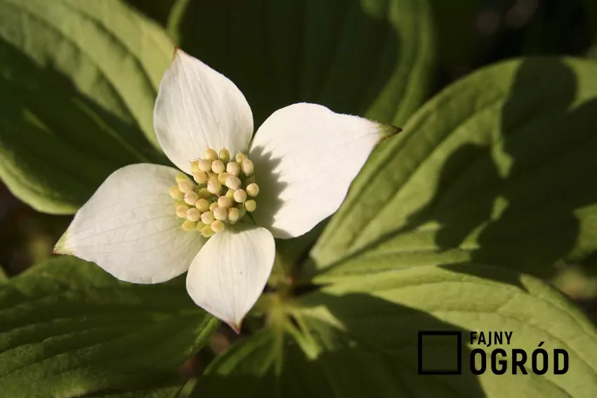 Dereń kanadyjski płożący – sadzenie, uprawa, pielęgnacja, rozstawa Kwiat derenia kanadyjskiego płożącego cornus canadensis oraz jego uprawa i pielęgnacja, sadzenie oraz podlewanie