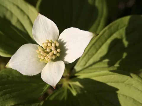 Dereń kanadyjski - sadzenie i pielęgnacja