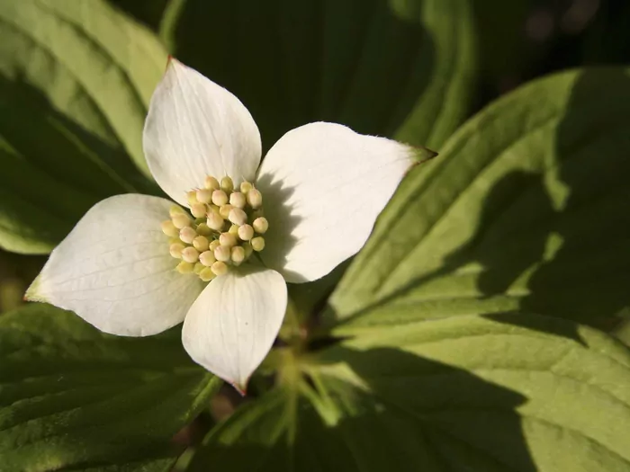 Dereń kanadyjski - sadzenie i pielęgnacja