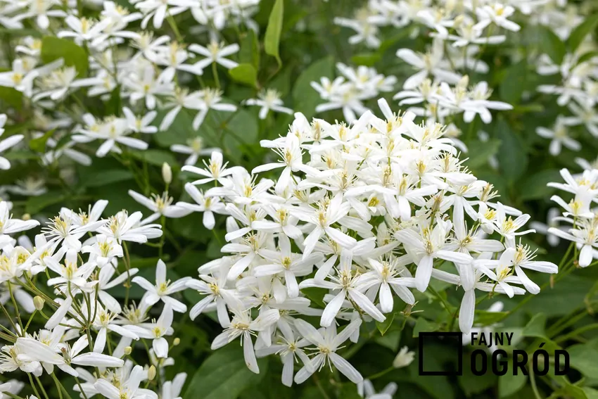 Powojnik mandżurski Powojnik mandżurski, inaczej clematis mandschurica w czasie kwitnienia oraz jego uprawa i pielęgnacja