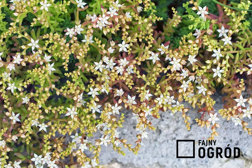 Rozchodnik biały - sedum album -  jest mniej popularny niż żółty, ale jego uprawa i pielęgnacja nie są droższe. Rozchodnik biały (sedum album)
