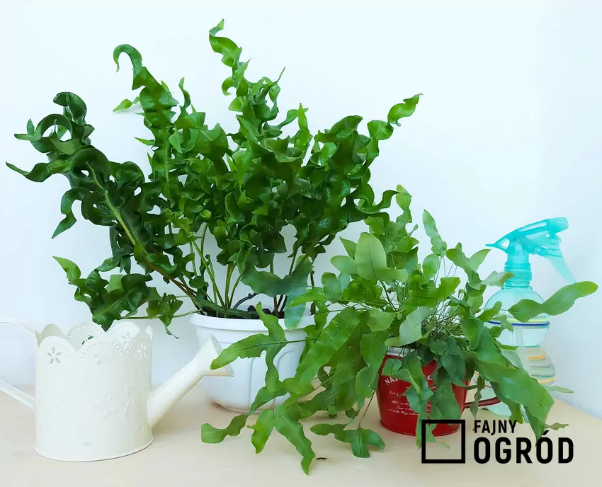 Flebodium - domowa paprotka o drobnych liściach - uprawa, pielęgnacja, ciekawostki Podlewanie flebodium nie jest wymagające. Paproć flebodium (phlebodium) to świetna roslina, której pielęgnacja nie jest wymagająca