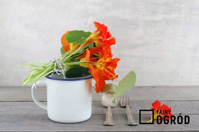 Nasturcja jadalna - właściwości i zastosowanie kwiatu nasturcji Nasturcja niska to nasturcja jadalna. Jej piękne, ciekawe kwiaty mogą być dodawane do potraw, są także ozdobą wielu kuchni.