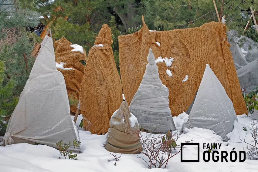 Najlepsze sposoby na zimowanie roślin doniczkowych i bylin Rośliny ochronione przed zimą