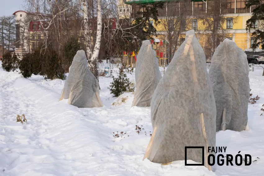 Jest wiele sposobów na to, by chronić drzewa i krzewy przed mrozem w ogrodzie Ochrona roślin przed zimą