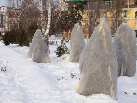 Ochrona roślin przed zimą