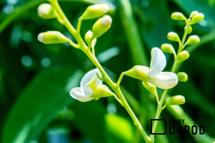 Perełkowiec japoński to miododajne drzewo o pięknych kremowych kwiatach i licznych właściwościach prozdrowotnych Kwiaty perełkowca japońskiego