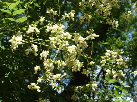 Perełkowiec japoński w ogrodzie
