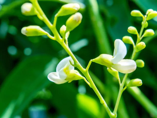 Perełkowiec japoński w ogrodzie