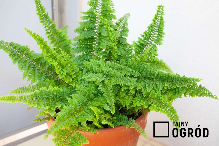 Paproć nefrolepis w doniczce