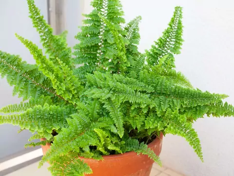 Podlewanie odstaną wodą paproci