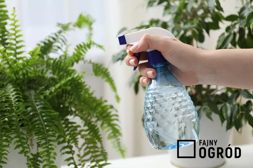Spryskiwanie paproci w doniczce