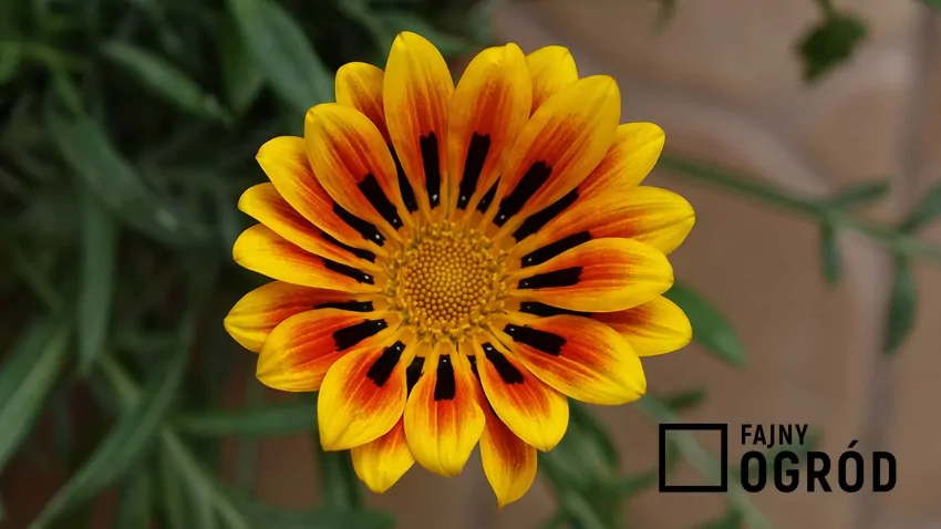 Gazania najczęściej ma czyste, bardzo intensywne kolory. Odmiana o jasnożółtym kolorze kwiatów i ciemnobrązowych wstawkach są bardzo oryginalne i interesujące.