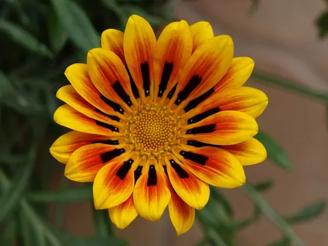 Kwiat gazania - odmiany i uprawa