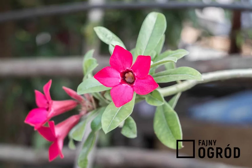 Rozmnażanie Sundaville poprzez pobranie sadzonek wierzchołkowych z kwiatami w kolorze różowym Kwiaty sundaville