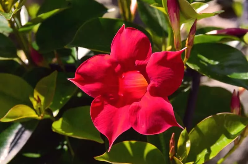 Kwiaty sundaville nie są może szczególnie powszechne, jednakże są bardzo dekoracyjne i warto się zastanowić nad ich uprawą. Kwiaty sundaville