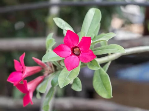 Sundaville - uprawa i pielęgnacja kwiatów