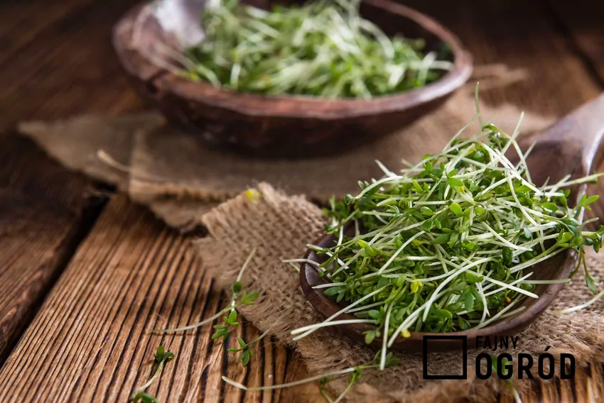 Rukiew wodna do jedzenia