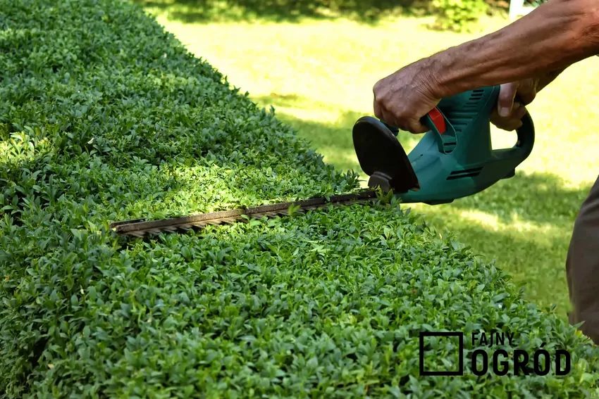 Krzewy i drzewa zimozielone sprawiają, że ogród jest piękny przez cały rok Przycinanie bukszpanu