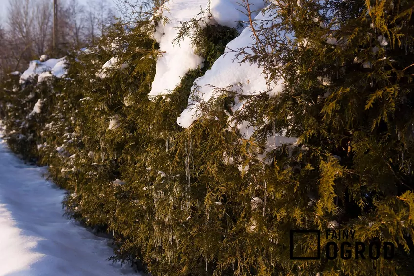 Poznaj drzewa i krzewy, które zachowują liście nawet zimą Tuje pod śniegiem