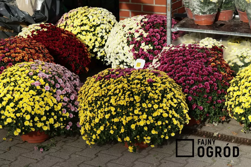 Hydrożel to prosty sposób na utrzymanie wilgoci w doniczce chryzantem Chryzantemy przy cmentarzu
