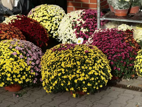 Chryzantemy na Wszystkich Świętych