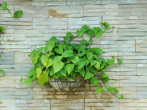 Scindapsus - uprawa i pielęgnacja w domu