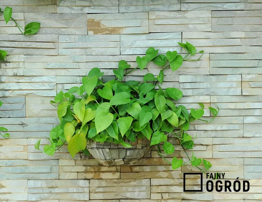 Idealne pnącze do domu