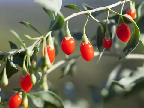Uprawa jagód goji w domu