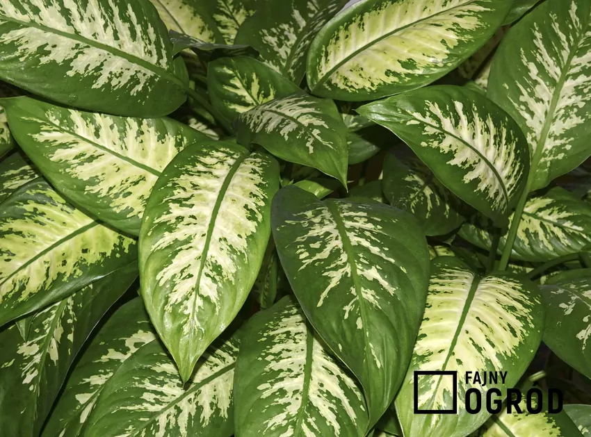 Difenbachia ma bardzo ciekawe liście, które mogą być lekko trujące. Są łatwe w pielęgnacji, ich uprawa nie jest wymagająca, dlatego nadaje się nawet dla początkujących. Kwiat difenbachia