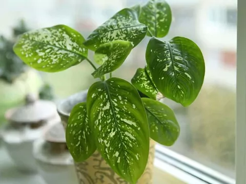 Uprawa i pielęgnacja difenbachii