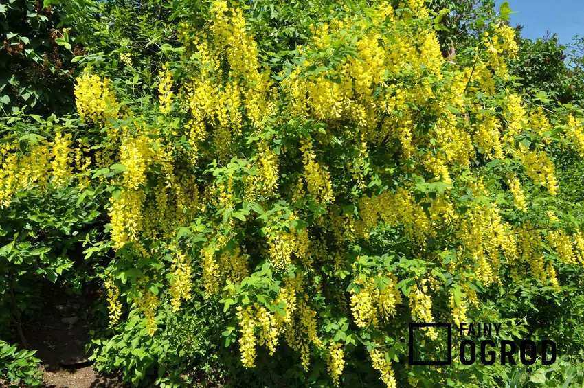 Drzewo karagana syberyjska