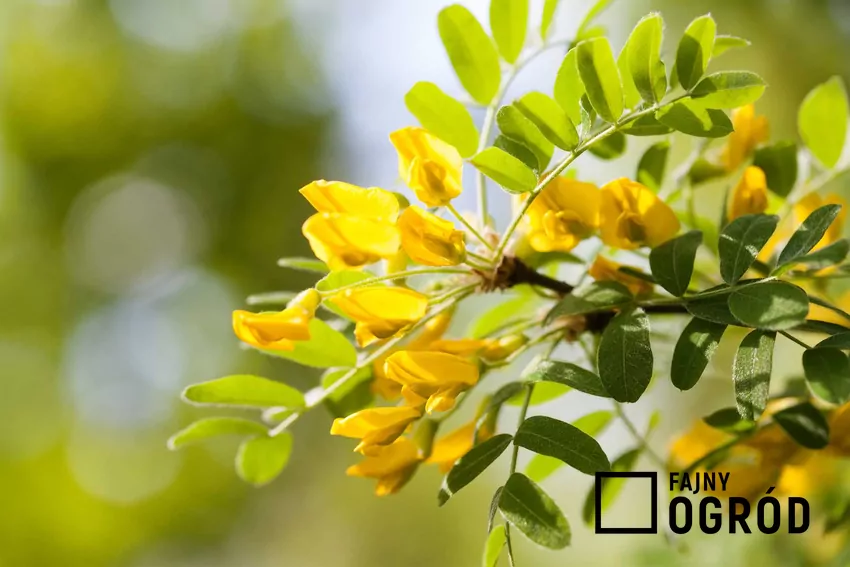 Karagana syberyjska jest krzewem pochodzącym z Syberii, odpornym na mróz i suszę Karagana syberyjska o żółtych kwiatach