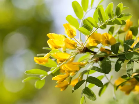 Karagana syberyjska w ogrodzie