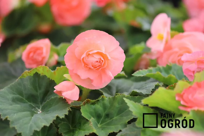 Begonia bulwiasta o różowych kwiatach