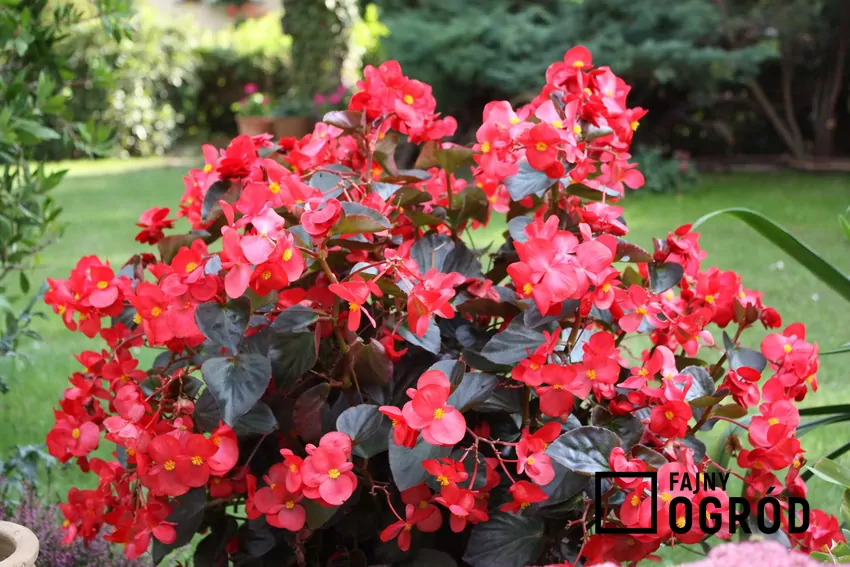 Odpowiednie zimowanie begonii gwarantuje obfite kwitnienie i zdrowe rośliny w kolejnym sezonie Begonie wiecznie kwitnące na różowo