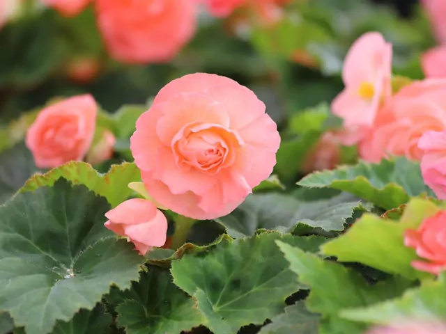 Przezimowanie begonii przez zimę