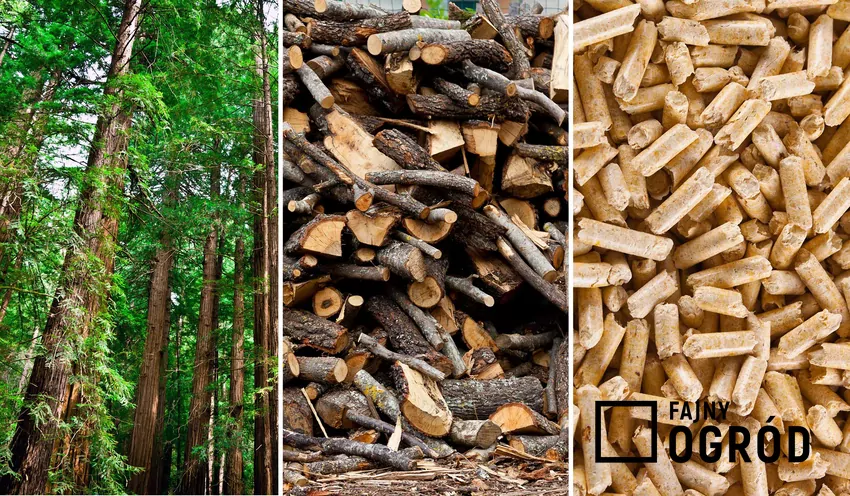 Pellet produkowany jest głównie z trocin i zrębków drzewnych, a gatunek drewna ma ogromne znaczenie w kontekście wartości opałowej Drzewa, drewno porąbane i pellet