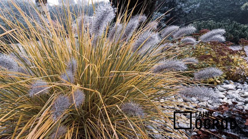 Rozplenica japońska to liczne odmiany bardzo ciekawie prezentujących się, ładnie wybarwionych traw, których pielęgnacja nie jest trudna. Rozplenica japońska w ogrodzie