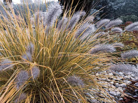 Rozplenica japońska - odmiany i pielęgnacja