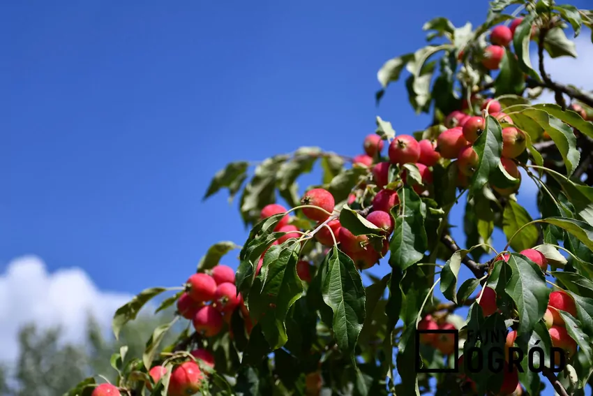 Rajska jabłoń nie jest szczególnie wymagająca. Jest to roślina, która przepięknie się prezentuje, a jej drobne jabłuszka są bardzo dekoracyjne. Rajska jabłoń w ogrodzie