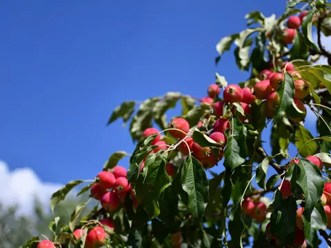 Rajska jabłoń: uprawa i pielęgnacja