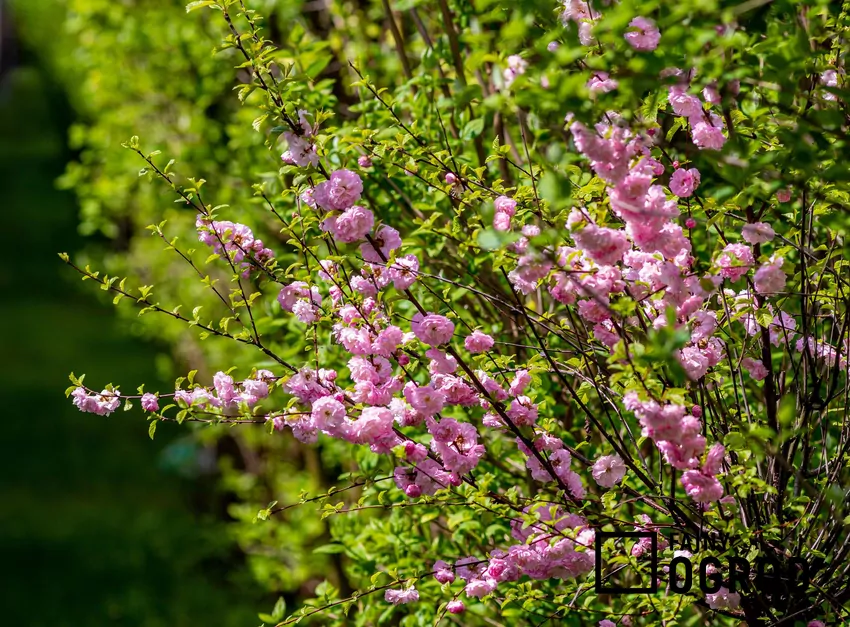 Migdałek w ogrodzie jest jednym z najbardziej atrakcyjnych krzewów ozdobnych. Kwitnie przez całą wiosnę, a jego uprawa i pielęgnacja nie jest trudna. Migdałek (migdałowiec trójklapowy)