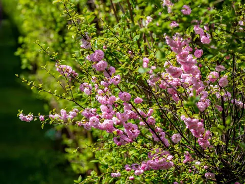 Migdałek trójklapowy: uprawa i pielęgnacja