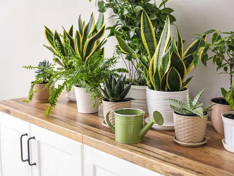 Rośliny oczyszczające powietrze