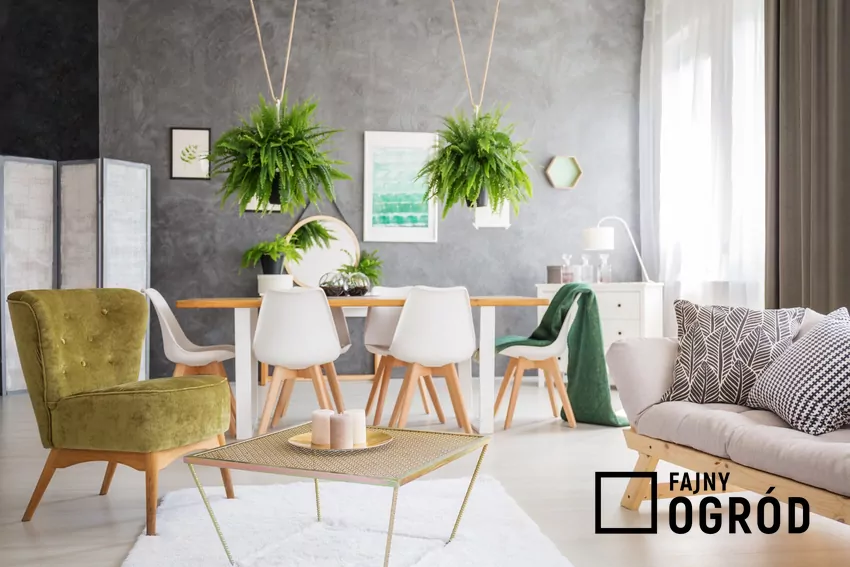 Gatunki takie jak skrzydłokwiat, bluszcz czy epipremnum poprawiają mikroklimat i wilgotność w domu Rośliny doniczkowe w salonie