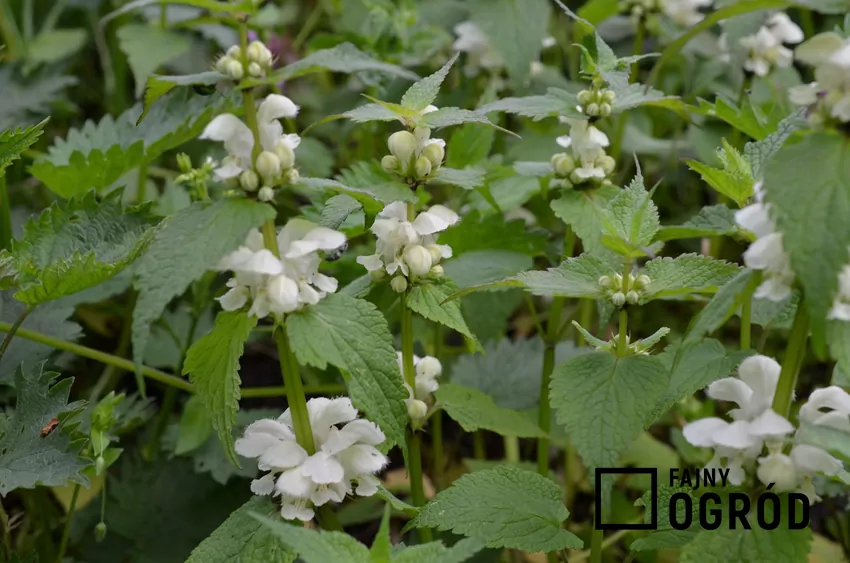 Jasnota biała o drobnych białych kwiatach w ogrodzie, Jasnota biała w ogrodzie