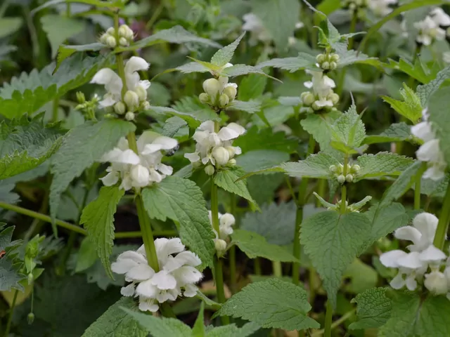 Jasnota biała: uprawa i właściwości lecznicze