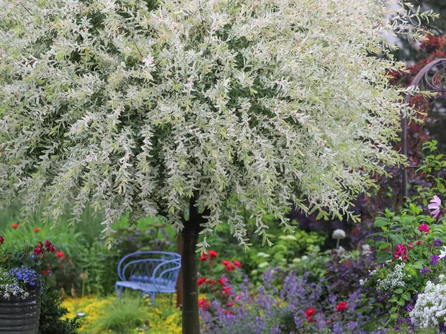 Wierzba japońska: cena, przycinanie, choroby